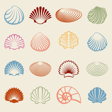 Colorful sea shells silhouettes set on white bckground. Vector illustration