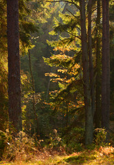 Wall Mural - Colorful autumn forest