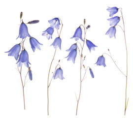 Wall Mural - set of four blue forest isolated bellflowers