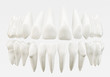 Healthy 32 human teeth - 3d rendering