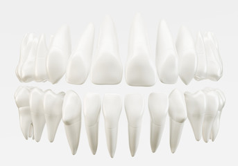 healthy 32 human teeth - 3d rendering