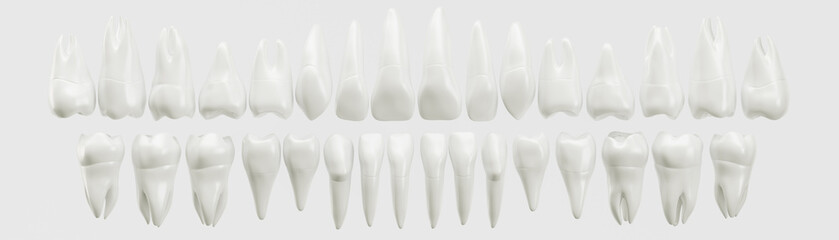 healthy 32 human teeth - 3d rendering