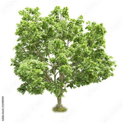 Fotografia, Obraz Single tree isolated on white background