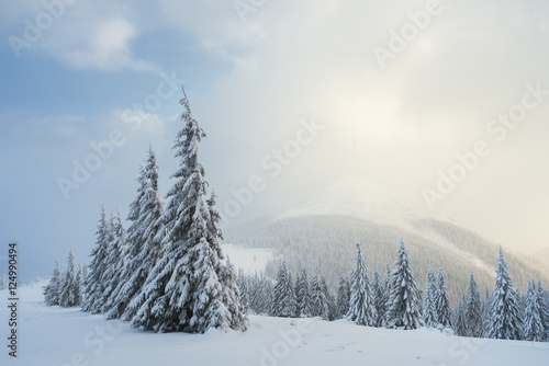 Fotomural Paisaje de Navidad con abeto en la nieve