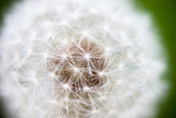 Fototapeta Dmuchawce - Globular head of seeds with downy tufts of the dandelion flower