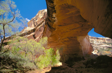 Wall Mural - natural bridge