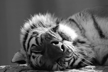 Black And White Face Of An Adult Tiger Sleeping Peacefully
