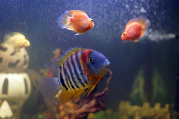 aquarium fish