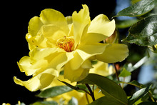 Macro Of Yellow Rose With Orange Stamens