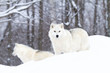 Two Arctic wolves (Canis lupus arctos) hunting in the winter snow, Canada