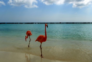 Flamingo on beach