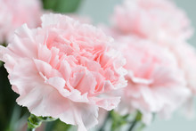 Pink Carnation Close-up, Shallow Depth Of Field