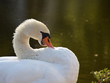 White Swan on sunshine