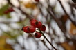 Rosehip close-up in outdoor, authumn berry