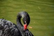 Black swan at lake in sunshine