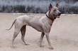 © deviddo - dog breed Thai Ridgeback