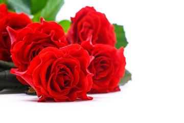 beautiful red rose