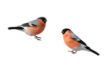 A Pair Of Beautiful Winter Birds Bullfinches On A White Isolated Background