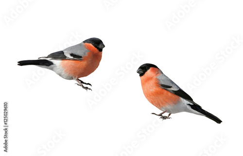 Fotomural a pair of beautiful winter birds bullfinches on a white isolated background