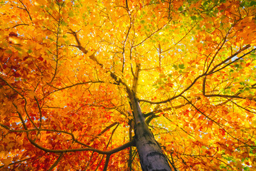 tree with colorful leafs in fall