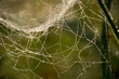Spinnennetz im Morgentau - Altweibersommer 