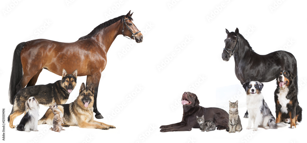 Pferde und Hunde Collage - obrazy, fototapety, plakaty 