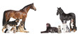 Pferde und Hunde Collage