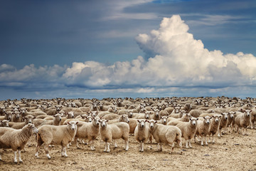 Herd of sheep