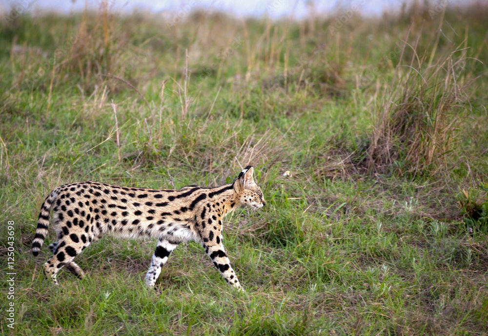 Beautiful serval cat stalking prey in grass at dusk in Kenya's Masai ...