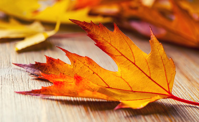 Wall Mural - Autumn. Seasonal photo. Autumn leaves loose on a wooden board.