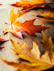 Wall Mural - Autumn. Seasonal photo. Autumn leaves loose on a wooden board.
