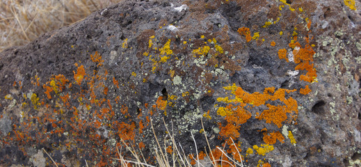 Sticker - Details, brightly colored lichen on volcanic boulde