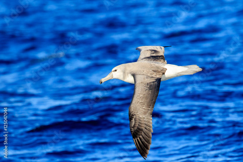 Fotografia, Obraz Shy Albatross (Thalassarche cauta) in flight with blue ocean
