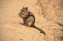 Golden-mantled Ground Squirrel In Bryce Canyon National Park, Vintage Filtered Style