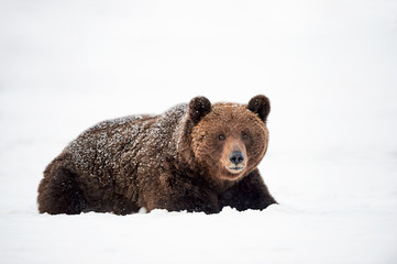 Wall Mural - bear in the snow