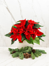 Red Poinsettia Flower With Christmas Tree Branches