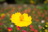 Fototapeta Kosmos -  zinnia flowers