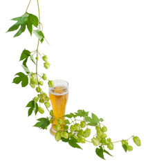 Wall Mural - Glass of beer and branch of hops on light background