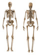 Skeleton front and rear view. Plastic layout of the human skeleton on white background. 3d illustration.