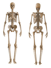 Skeleton Front And Rear View. Plastic Layout Of The Human Skeleton On White Background. 3d Illustration.