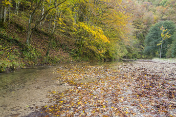 Autumn on the river