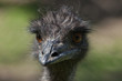 Emu (Dromaius novaehollandiae).