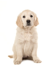 Wall Mural - Cute blond golden retriever puppy sitting and facing the camera on a white background