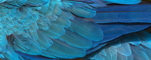 Colorful Of Blue And Gold Bird's Feathers, Exotic Nature Background And Texture ,macaw Feathers, Wing Macaw
