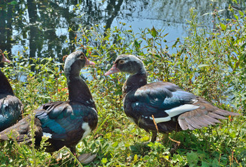 Canvas Print - Musk ducks 1