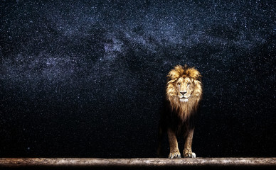 Wall Mural - Portrait of a Beautiful lion, lion in the starry night