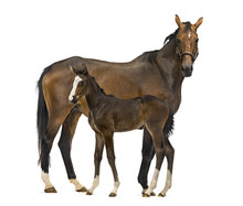 Side View Of A Mare And Her Foal