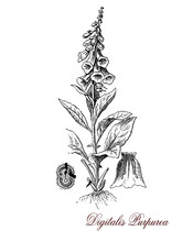 Common Foxglove Or Purple Foxglove Is A Flowering Plant With Stems Of Purple Flowers Well Known As Source Of Digoxin (called Also Digitalis) Heart Medicine. Flowers,leaves And Seed Are Poisonous