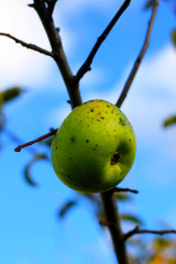 Wall Mural - Natural organic apple on a winter tree