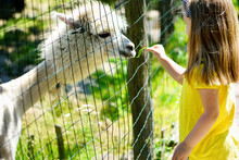 Adorable Little Girl Feeding Alpaca At The Zoo On Sunny Summer Day